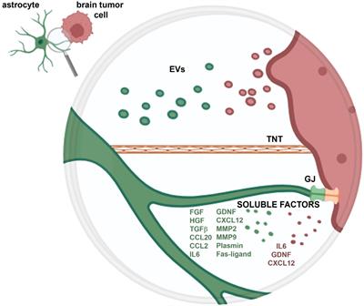 Non-neoplastic astrocytes: key players for brain tumor progression